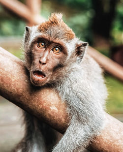 Close-up portrait of young woman sitting in zoo