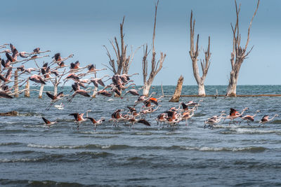 Flight of a big flock of andean flamingos, phoenicoparrus andinus, from the ansenuza sea, argentina.