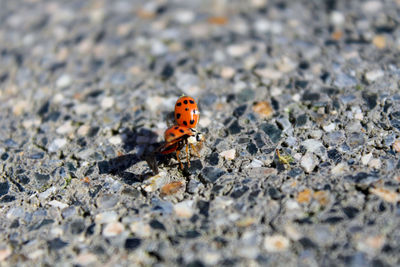 Ladybugs on ground