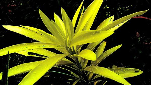 Close-up of green leaves on plant