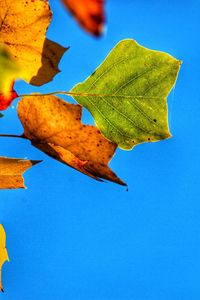 Low angle view of leaf against clear blue sky