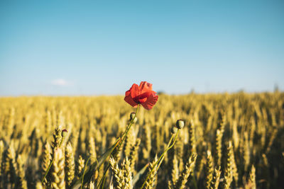 Close-up of red poppy flower on field against sky