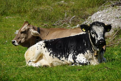 Cows in a field