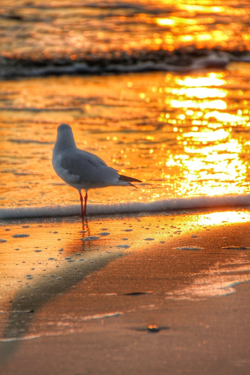 bird, animal themes, animals in the wild, one animal, wildlife, water, full length, beach, sea, sunset, nature, side view, shore, perching, beauty in nature, outdoors, focus on foreground, sand, sunlight, no people