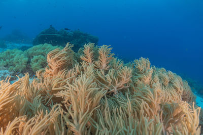 Close-up of fish swimming in sea