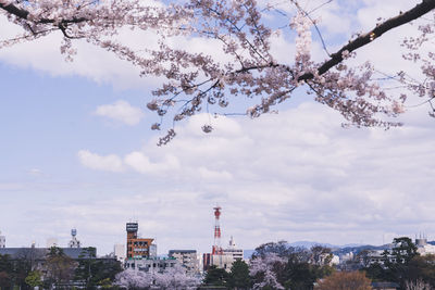 Trees and buildings against sky