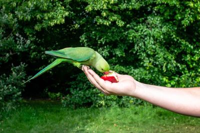 Midsection of woman holding bird on plant