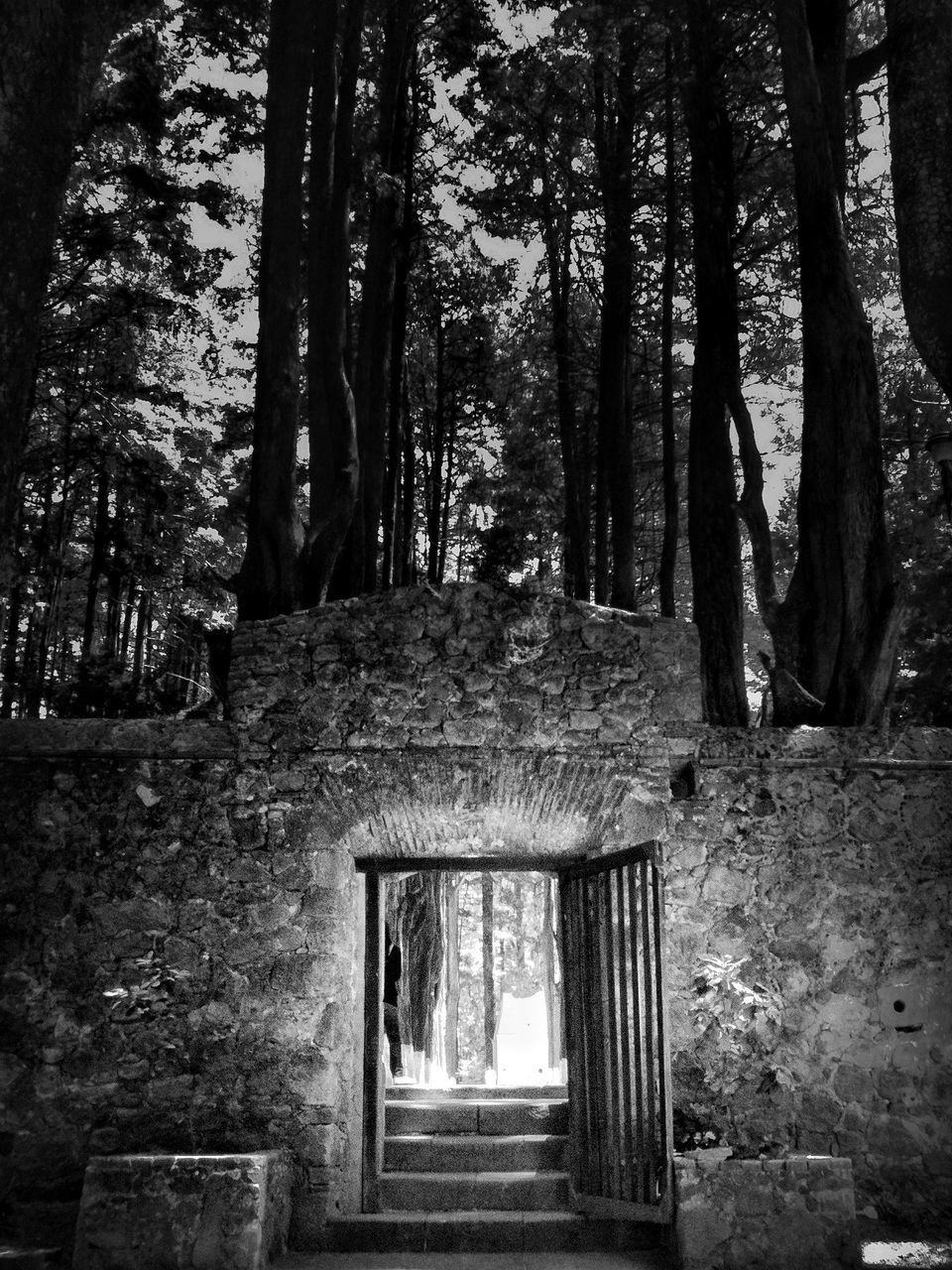 architecture, tree, built structure, building exterior, old, window, low angle view, tree trunk, house, abandoned, day, weathered, no people, growth, entrance, outdoors, wall - building feature, building, wood - material, damaged