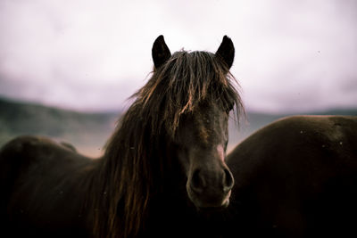 Horse iceland 