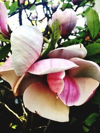 Close-up of pink rose flower