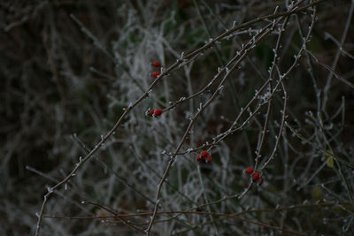 Full frame shot of spider web on branch