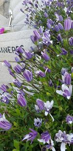 High angle view of purple flowering plants