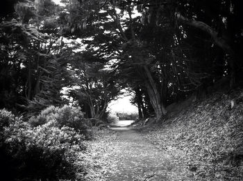 Road passing through forest