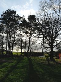 Trees and grass against sky