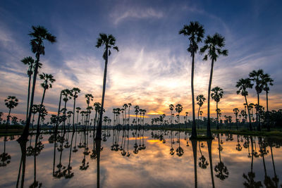 Silhouette palm trees by swimming pool against sky during sunset