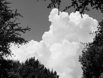 Low angle view of trees against sky