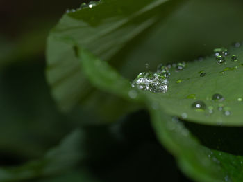 Close-up of raindrops on leaves