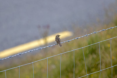 Close-up of barbed wire