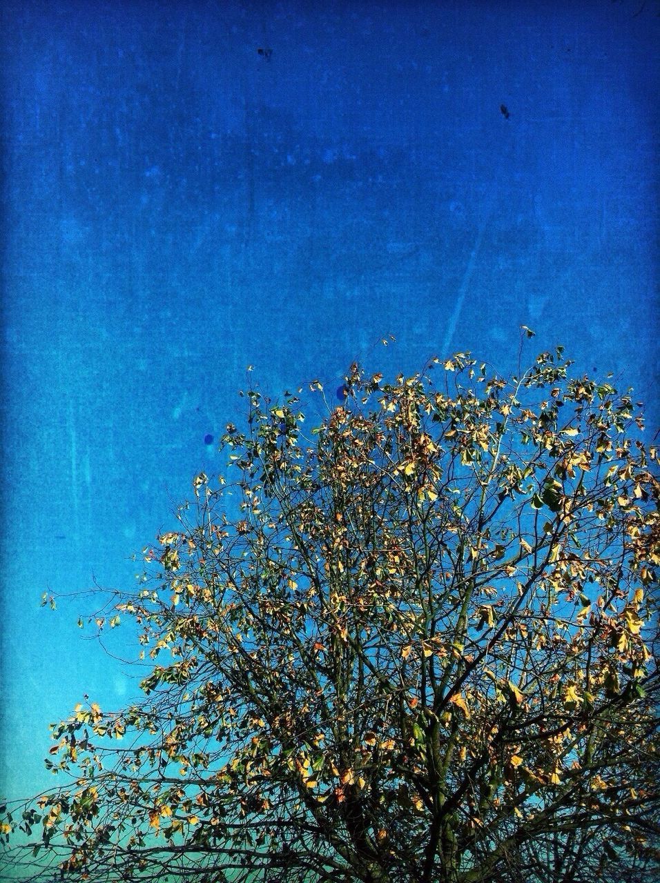 low angle view, blue, growth, tree, clear sky, nature, branch, built structure, plant, leaf, outdoors, sky, no people, day, architecture, building exterior, copy space, wall - building feature, beauty in nature, high section