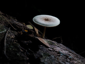 Close-up of mushroom growing in forest