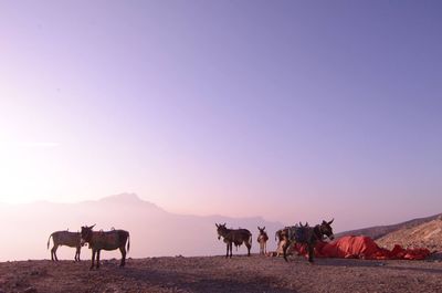 Horses in desert against clear sky