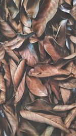 Full frame shot of dried leaves