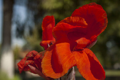 Close-up of red rose flower