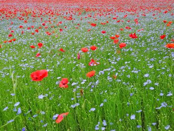 Red poppy flowers on field