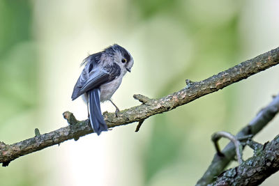 Close-up of bird perching on branch