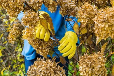 Bush hydrangea cutting or trimming with secateur in the garden