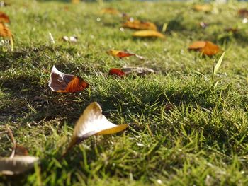 Leaves on grassy field