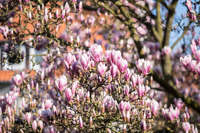 Close-up of pink cherry blossom tree