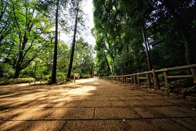 Trees in forest