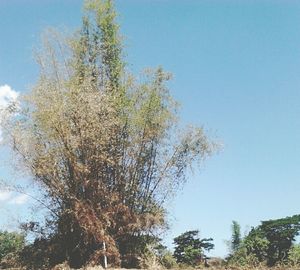 Low angle view of trees against blue sky