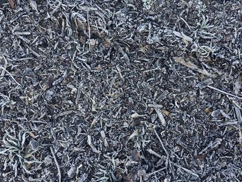 Full frame shot of dry plants on field