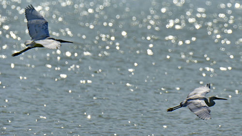 Herons and terns all together in group bird photos