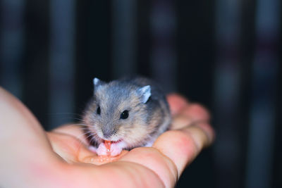 Close-up of hand holding small