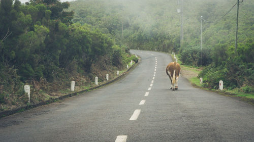 Rear view of cow walking on road amidst trees