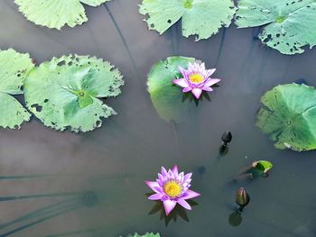 Close-up of lotus water lily in lake