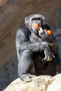 Chimpanzee with multiple fruit, including an entire one in its mouth