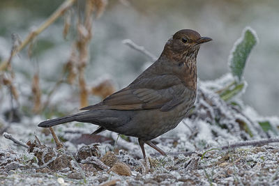 Close-up of bird perching on a field