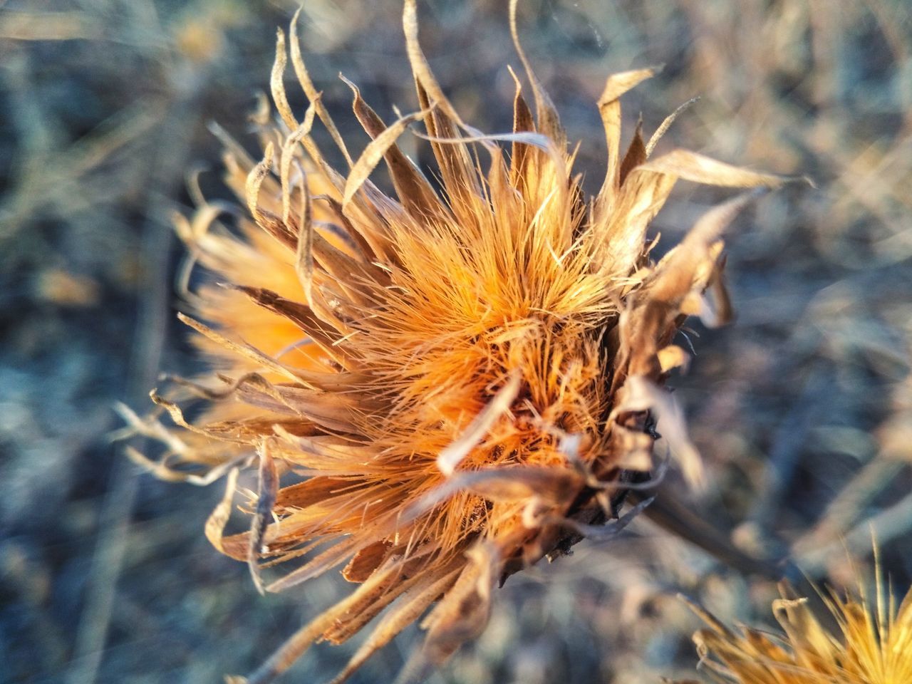 CLOSE-UP OF WILTED FLOWER PLANT ON FIELD