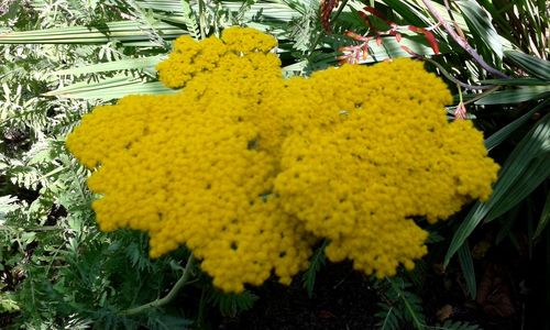 Close up of yellow flowers