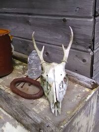 Close-up of animal skull