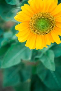 Close-up of yellow flower