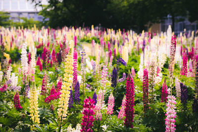 Close-up of pink flowering plants in garden