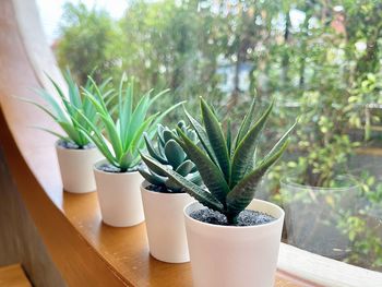 Potted plant on table