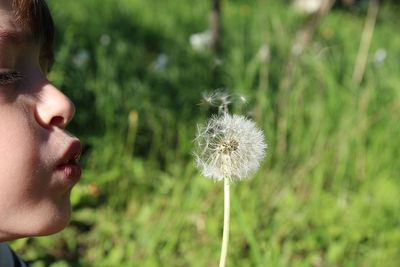 Close-up of boy blowing dandelion flower at field