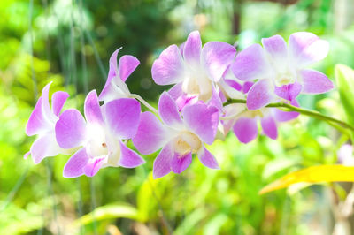 Close-up of purple flowering plants