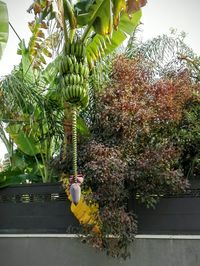 Plants growing on tree